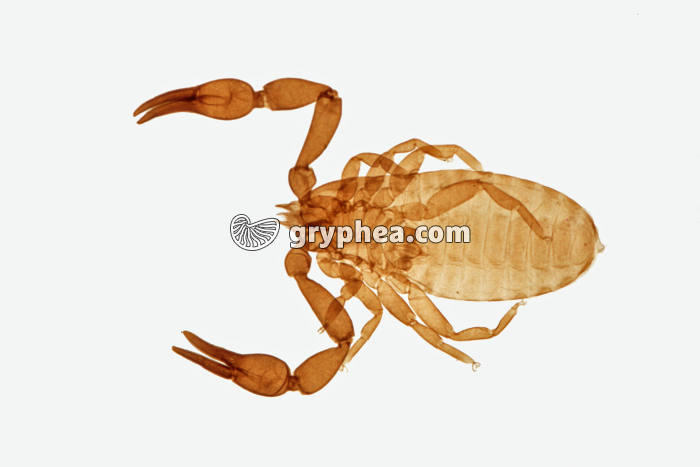 Pseudoscorpion x5 - gryphea.com